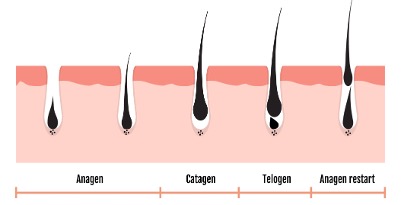 Chu kỳ phát triển bình thường của tóc